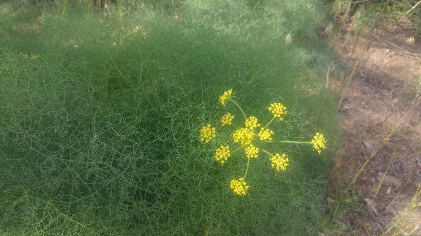 Lomatium image